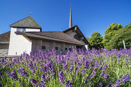 Lavendelfelder in Algund (©Foto: Christian Gufler, Tourismusverein Algund)